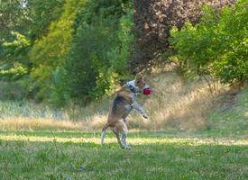 Beagle-Hundespiel mit Ball auf dem Rasen foto