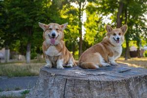 Zwei süße Corgis posieren im Park foto