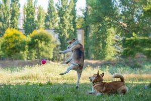 Beagle-Hundespiel mit Ball auf dem Rasen foto