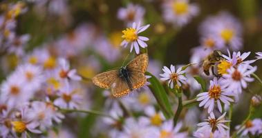 Nahaufnahme von Schmetterling auf den bunten Blumen foto