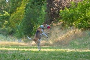 Beagle-Hundespiel mit Ball auf dem Rasen foto