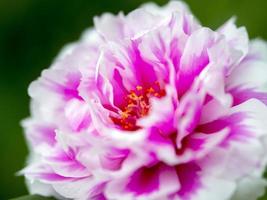 Nahaufnahme der rosafarbenen japanischen Rose foto