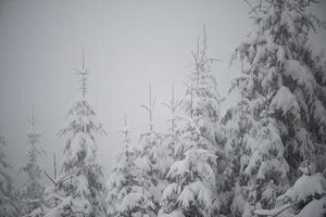 immergrüne weihnachtskiefer mit frischem schnee bedeckt foto