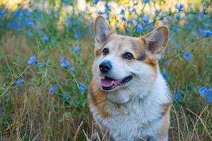 Porträt eines lustigen Corgi-Hundes im Freien im Park foto