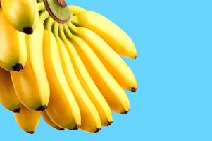 Bündel Bananen auf blauem Hintergrund. leckere reife Bananen. foto