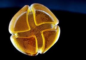 schöne gelbe Marmeladenbonbons. leckere Marmelade. foto