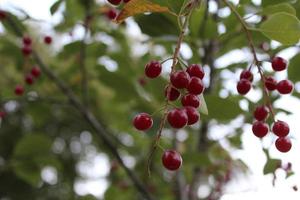 Reife Gartenkirschen auf Ast auf grünem Blatthintergrund, Nahaufnahme foto