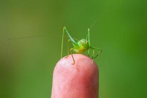 eine grüne heuschrecke sitzt auf einem finger und wärmt sich auf foto