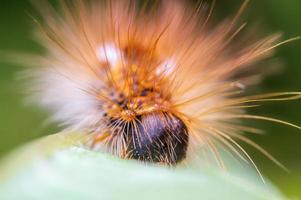 Eine Raupe sitzt auf einem Blatt auf einer Wiese foto