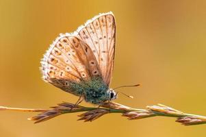 Ein gewöhnlicher blauer Schmetterling sitzt auf einem Stiel auf einer Wiese foto
