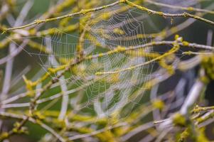 ein Spinnennetz mit Tautropfen auf einer Wiese im Sommer foto