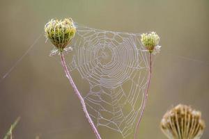 ein Spinnennetz mit Tautropfen auf einer Wiese im Sommer foto