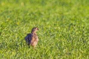 ein junges Fasanhuhn auf einer Wiese foto