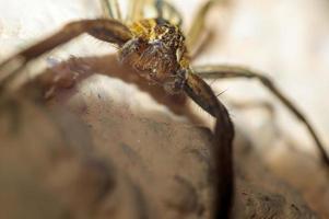 Eine Raubspinne wartet auf ihre Beute foto