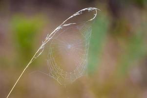 ein Spinnennetz mit Tautropfen auf einer Wiese im Sommer foto