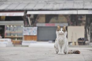 Katze auf der Straße foto