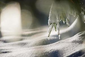 Baum in der Winternacht mit frischem Schnee bedeckt foto