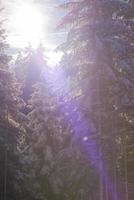 Winterlandschaft im Wald bei Sonnenuntergang foto