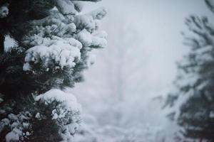 immergrüne weihnachtskiefer mit frischem schnee bedeckt foto