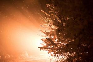 Baum in der Winternacht mit frischem Schnee bedeckt foto