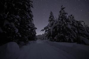 winter nacht landschaft natur wald foto