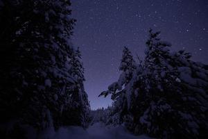 winter nacht landschaft natur wald foto