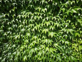 Die grüne Hecke ist eine solide nahtlose Schicht foto