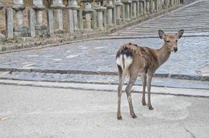 japanischer brauner hirsch auf einer alten steinstraße in nara japan foto