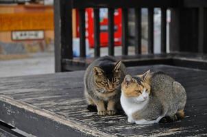 Zwei japanische Katzen haben Meinungsverschiedenheiten auf dem Holzboden foto