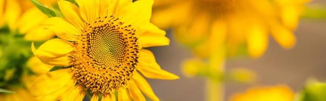 Nahaufnahme der gelben Sonnenblumenblume unter Sonnenlicht mit Kopierraum unter Verwendung natürlicher Pflanzenlandschaft als Hintergrund, Ökologie-Tapeten-Deckblattkonzept. foto