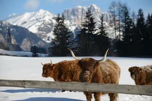 Kuhtier im Winter foto