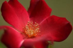 Makroaufnahme einer roten Rosenblüte foto