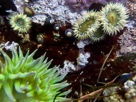 Unterwasser-Seeanemonen foto