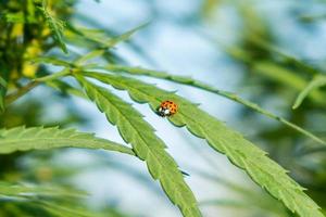 Marienkäferinsekt auf grünen Blättern von blühendem Marihuana, Cannabispflanze foto