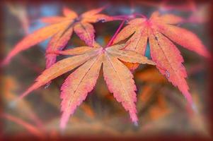 Farben des Herbstes foto