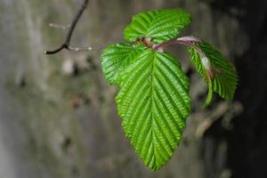 Wälder, frische grüne Blätter und Baumstamm foto