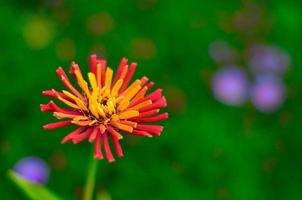 rot-gelbe blume zinnie nahaufnahme, moskauer gebiet, russland foto