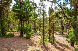 kanarische kiefern, pinus canariensis in der waldnatur der korona foto