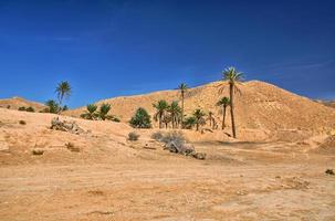 palmen in der sahara-wüste, tunesien, afrika, hdr foto