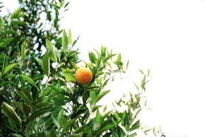 Orange am Baum mit isoliertem Hintergrund. foto