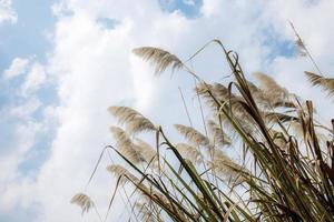 Blumengras mit dem Himmel. foto