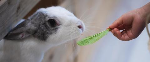 Das kleine Kaninchen schnupperte an süßen Basilikumblättern, die ihm die menschliche Hand zu essen gab. Haustiere sind in Käfigen. foto