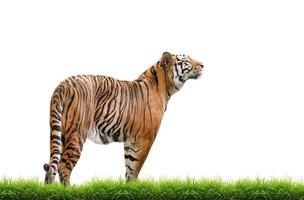 bengalischer Tiger isoliert foto