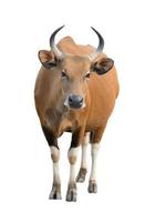 Banteng isoliert auf weißem Hintergrund foto