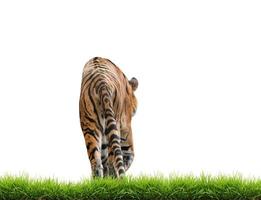 bengalischer Tiger isoliert foto