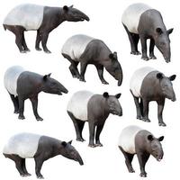 malaiischer tapir oder asiatischer tapir isoliert foto