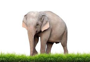 Asien Elefant isoliert foto