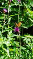 Gelber Schmetterling und violette Blume in tiefer Waldnatur in der warmen Sommersaison in der norwegischen Landschaft foto