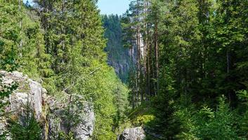 Landschaft der grünen norwegischen Natur mit hohen Bäumen von Abies Nordmanniana und Felsen mit klarem blauem Himmel im Hintergrund foto