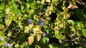 Heidelbeeren auf einem Ast foto